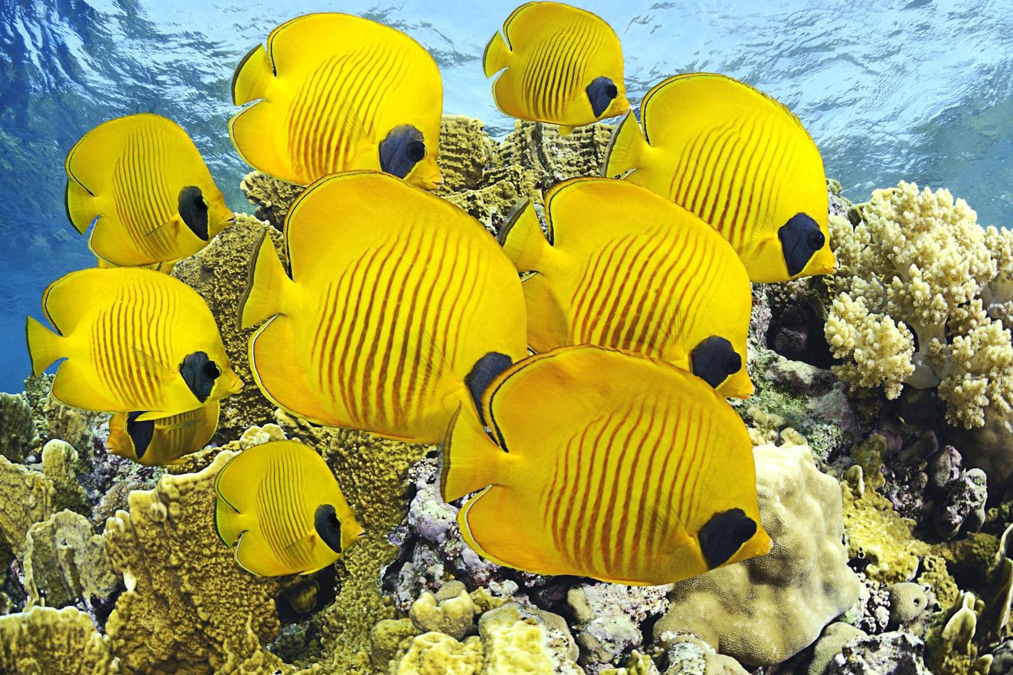 מלון Roxon Red Sea Eilat - Adults Only מראה חיצוני תמונה